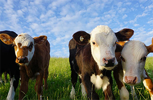image of dairy beef calves