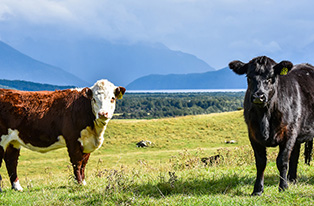 image of two cows infront of misty backdrop