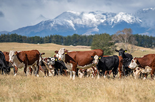 image of cows in dry grass infront of mountains