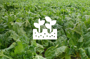 Forage