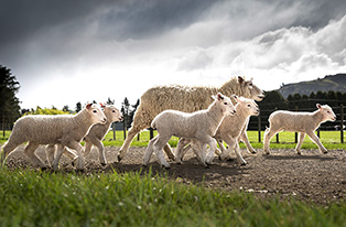 image of sheep and lambs walking