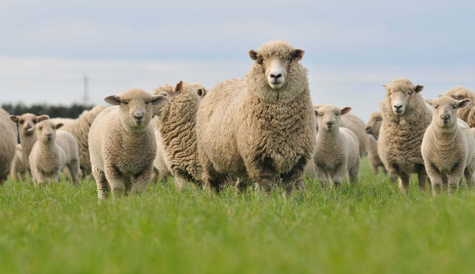 Sheep progeny