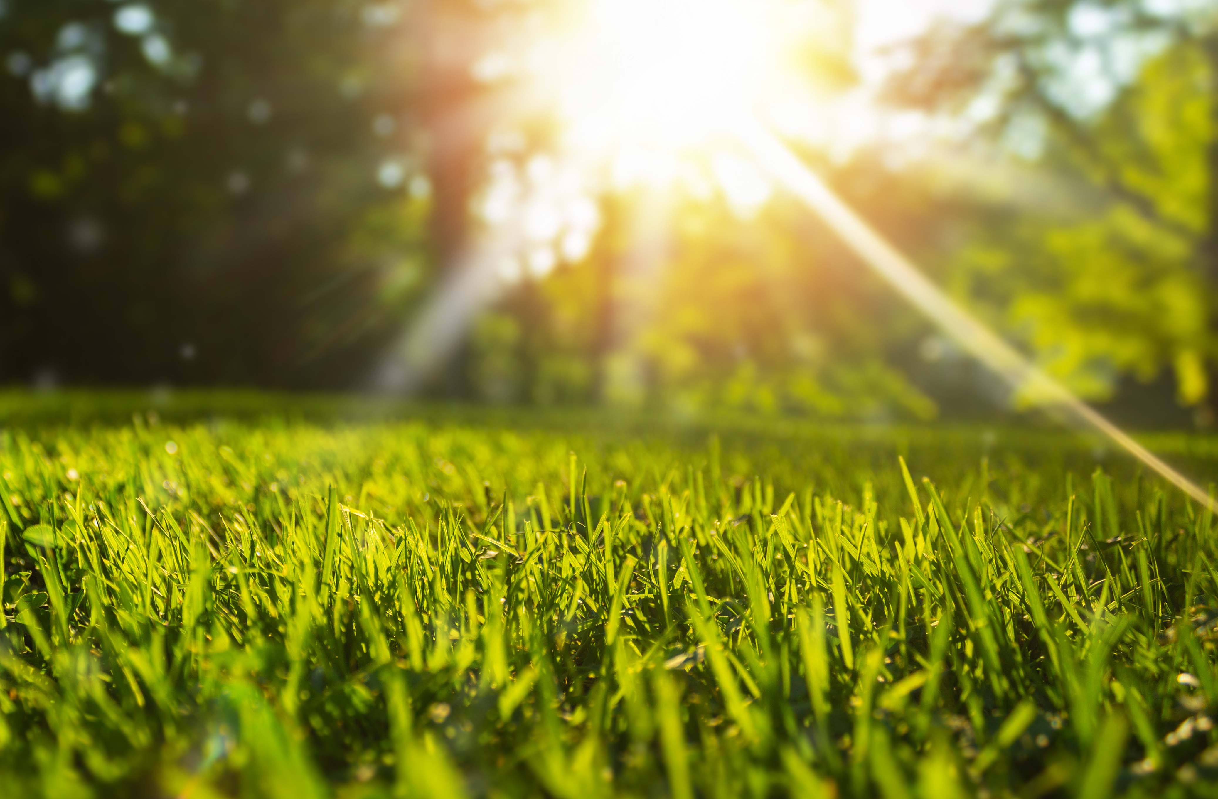 image of grass with sun overhead
