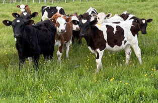 image of dairy beef calves