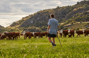 image of famer infront of hereford herd