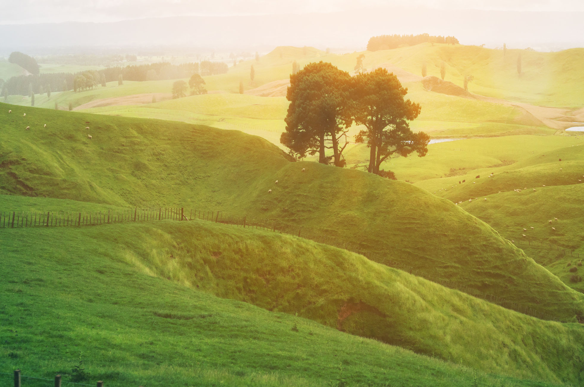 image of hilly farmland in sunlight