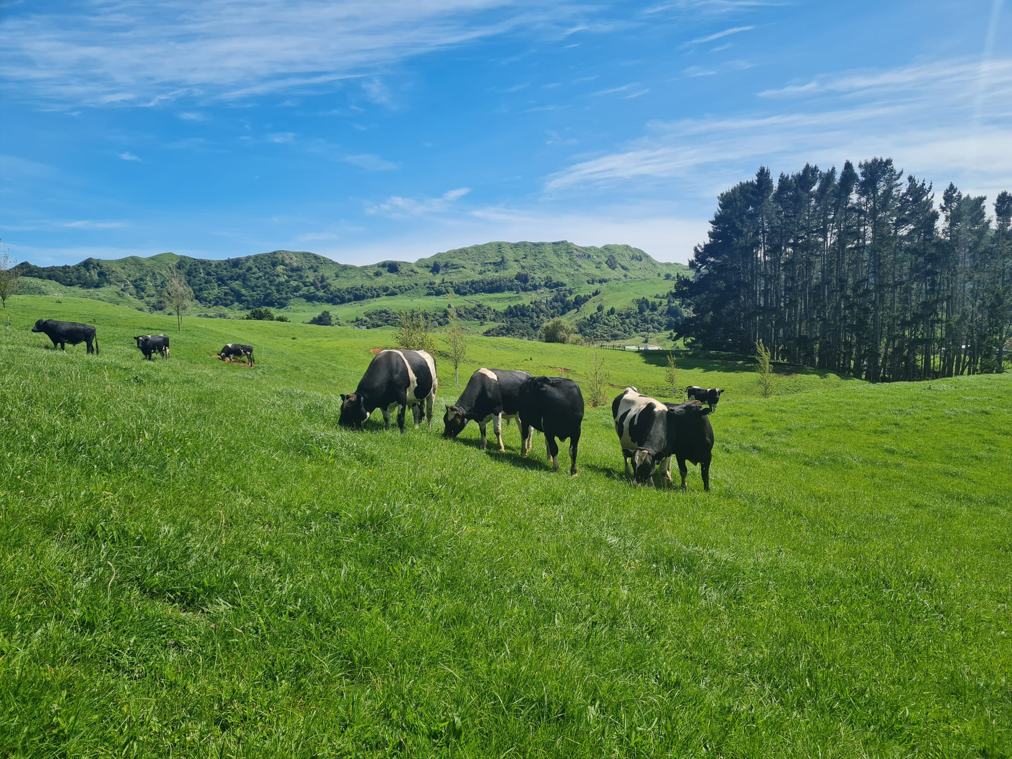 image of blueridge farm