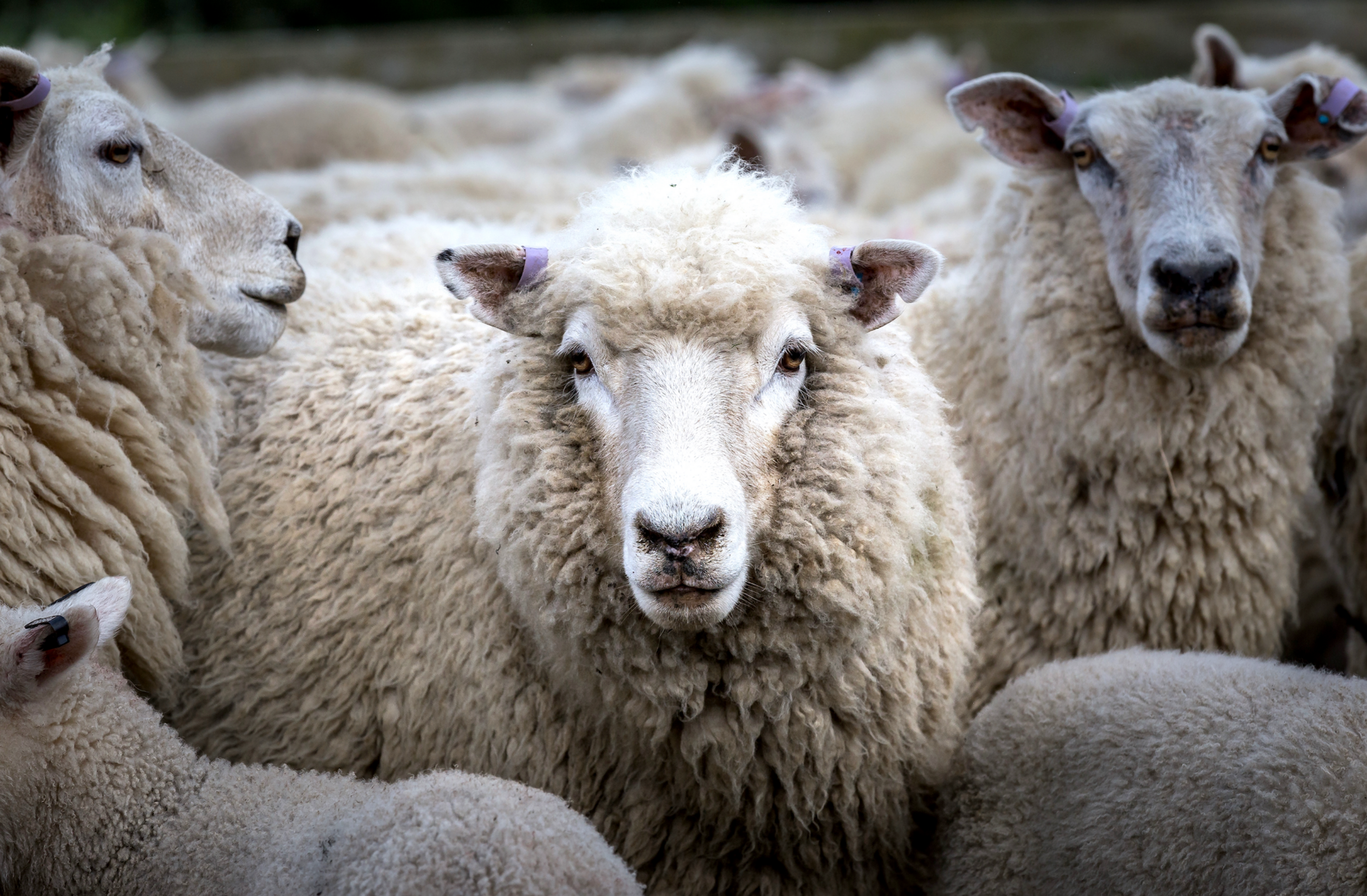 image of sheep close up