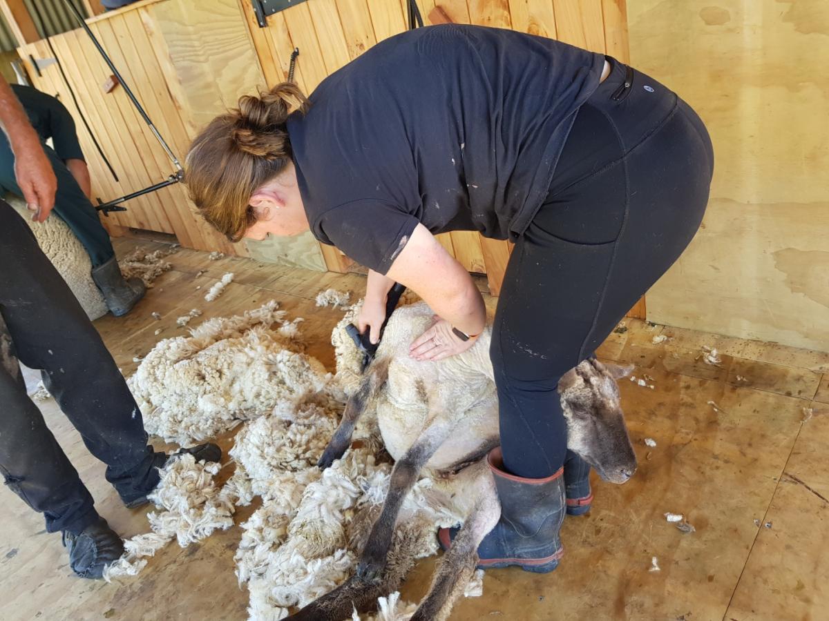 girl shearing sheep