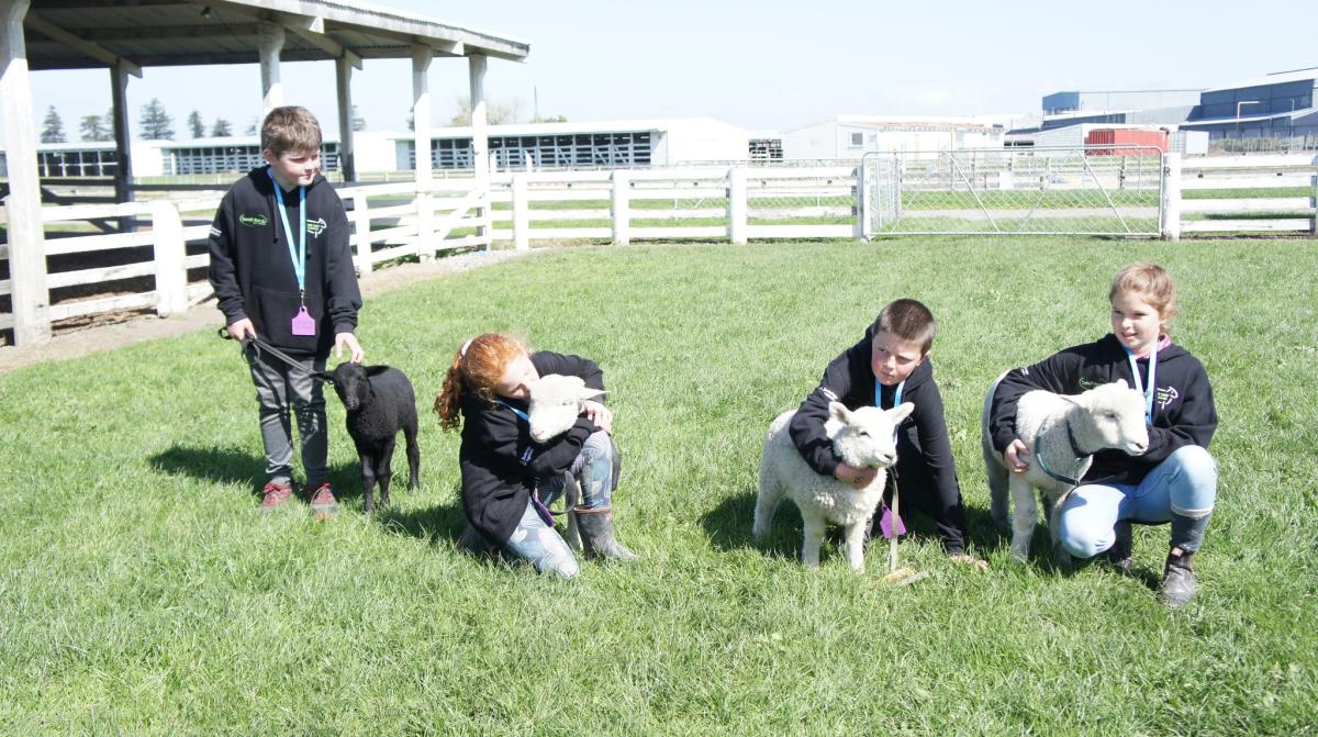 image of future sheep competition