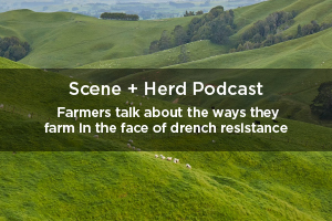 Scene and Herd podcast image