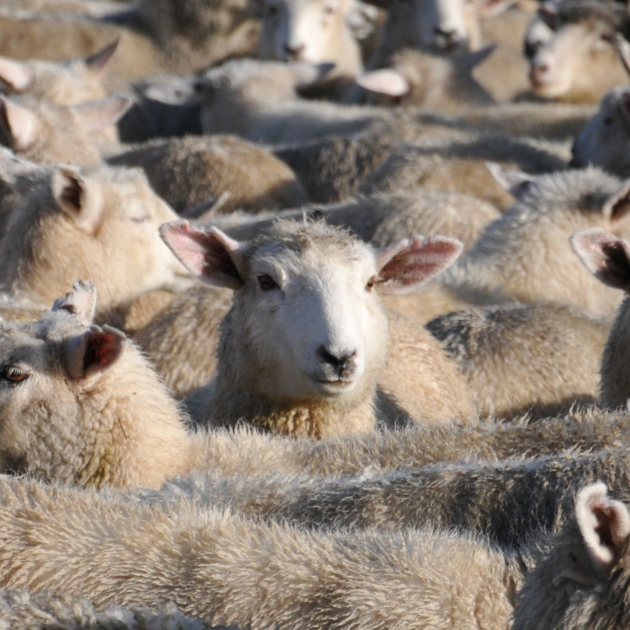 Rumen acidosis | Beef + Lamb New Zealand