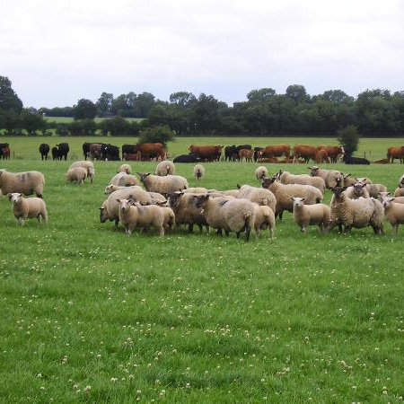 The carbon footprint of New Zealand beef and lamb – what does the Life