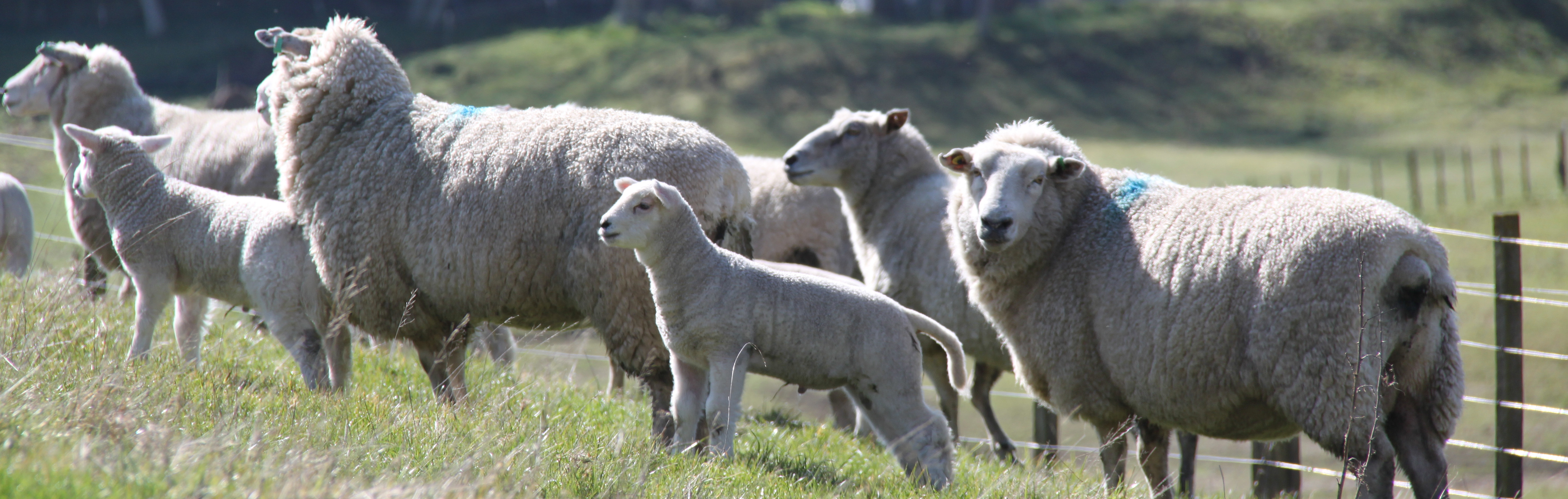 Lower lambing percentage for New Zealand sheep farmers Beef + Lamb