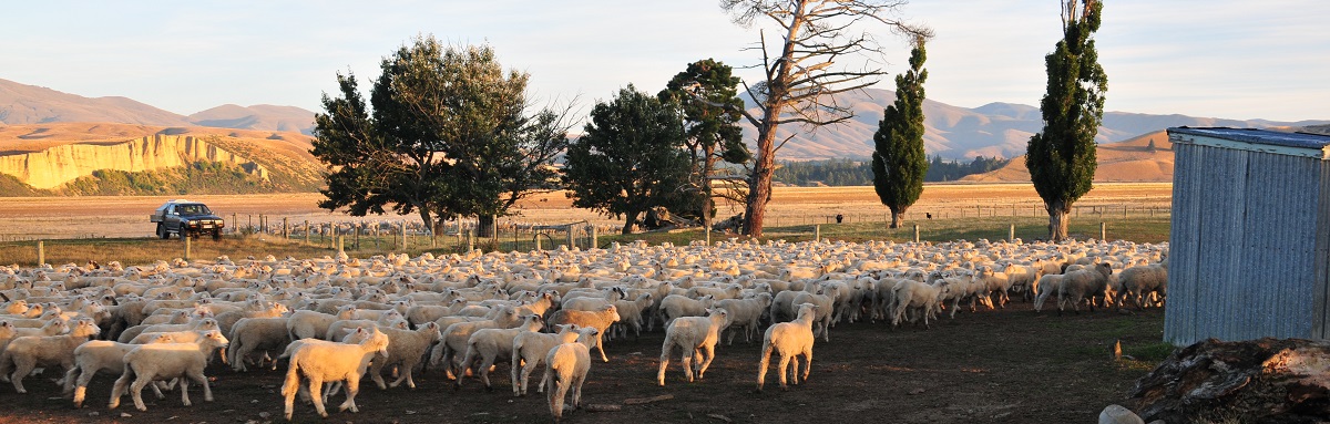 New Zealand beef and lamb among the most carbon efficient in world