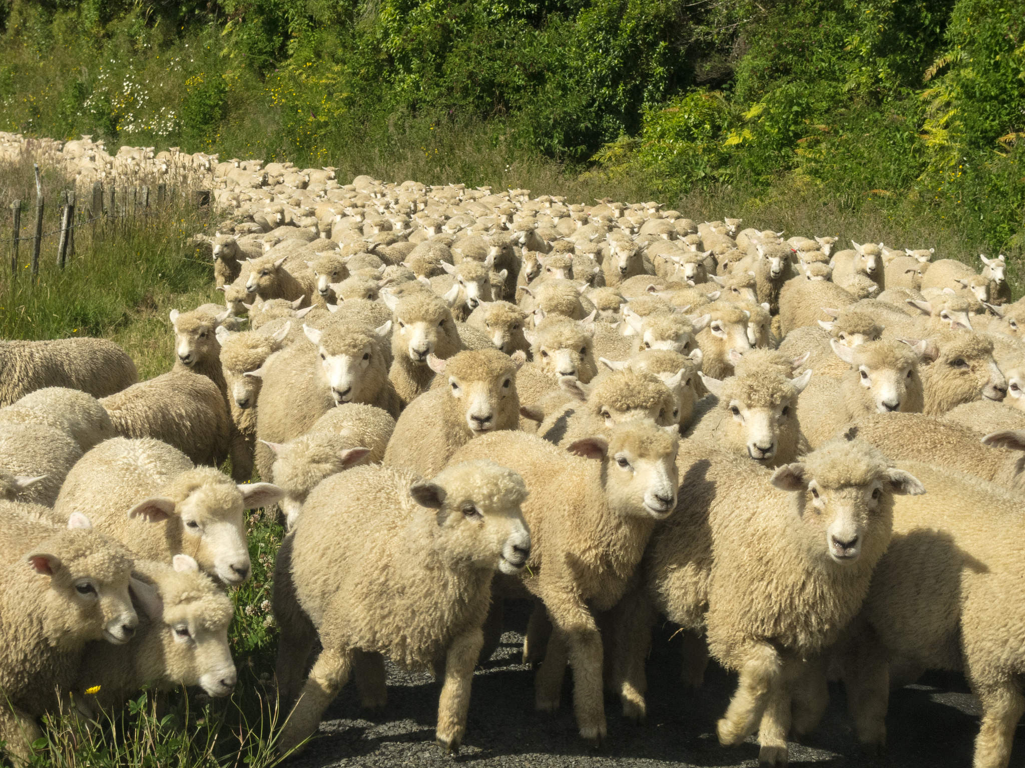 Wormwise: managing sheep and worms | Beef + Lamb New Zealand