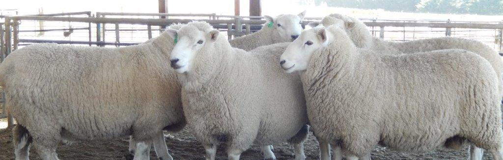 Nz Rams Checking rams ahead of mating | Beef + Lamb New Zealand