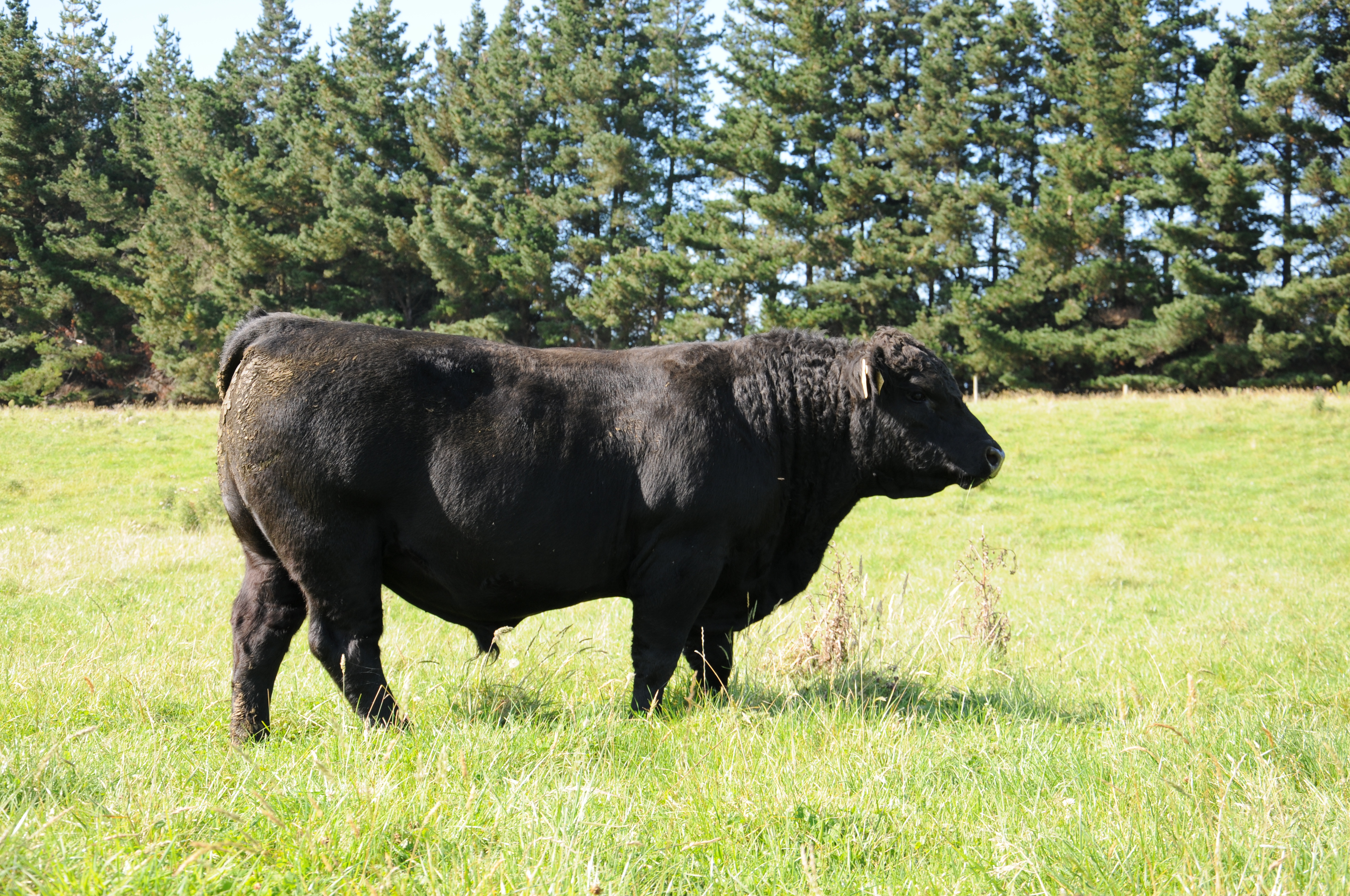 Tlay Bull BreakFeed: Talking Bull Part 2 – Living with bulls | Beef + Lamb New ...