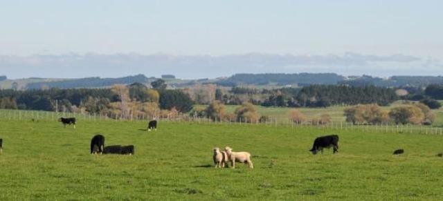 Sheep and cattle grazing
