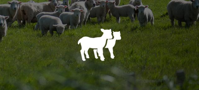 Lamb crop cover
