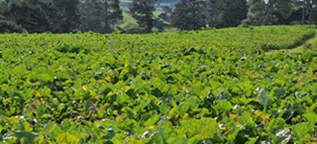 Catch crop
