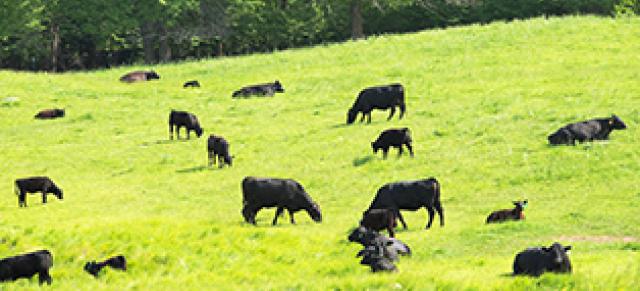Image of cattle grazing