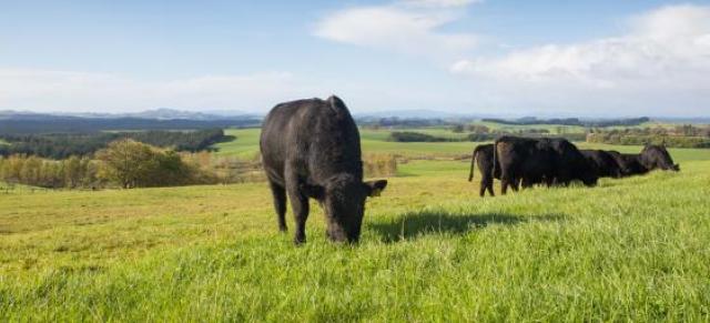 Cows in a field