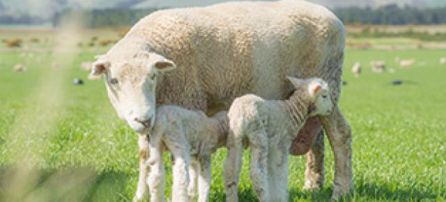 Ewe with two lambs