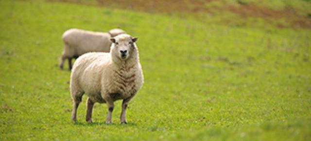 Ewe sheep