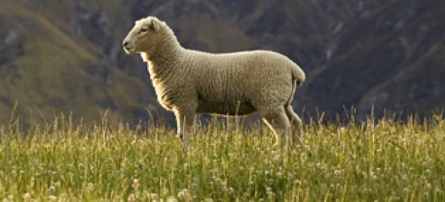 Image of a lamb