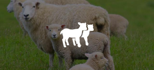 Lamb crop icon