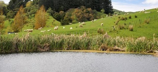 image of sheep next to large lake