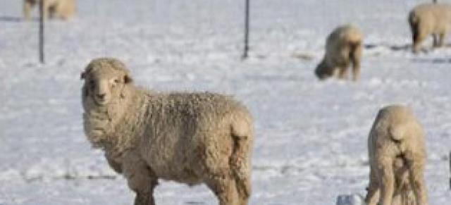 image of sheep in snow