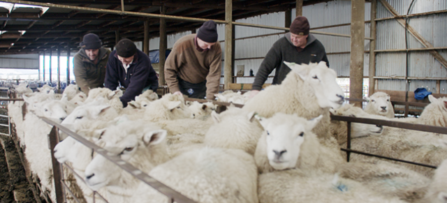 Sheep body conditioning 