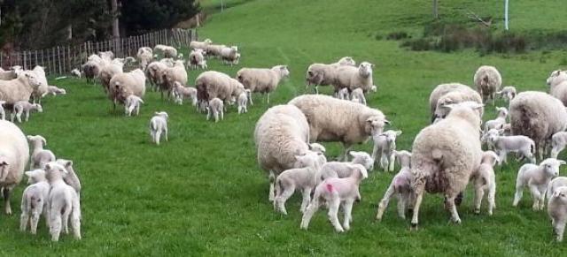 Sheep family