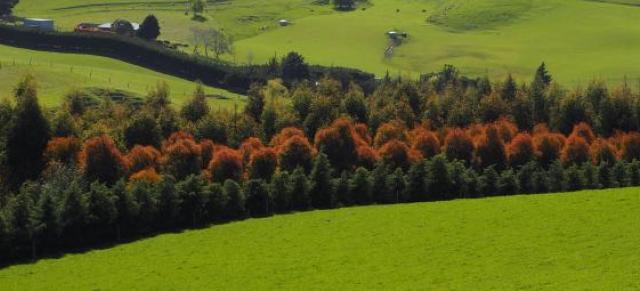 image of trees on farm 