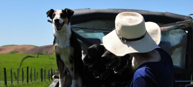 image of woman and two dogs on back of ute