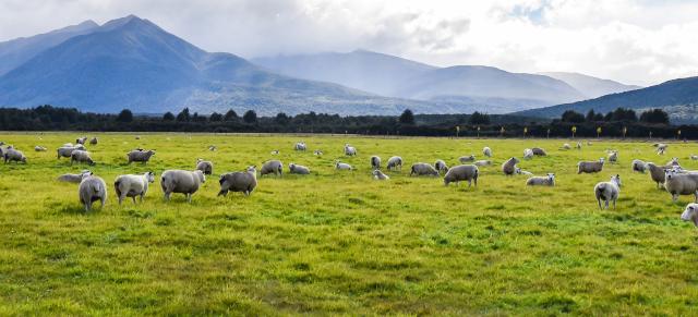 image of sheep infront of cloudy mountains genetics pic only