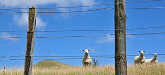 Sheep behind fence