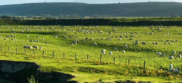 sheep in a paddock