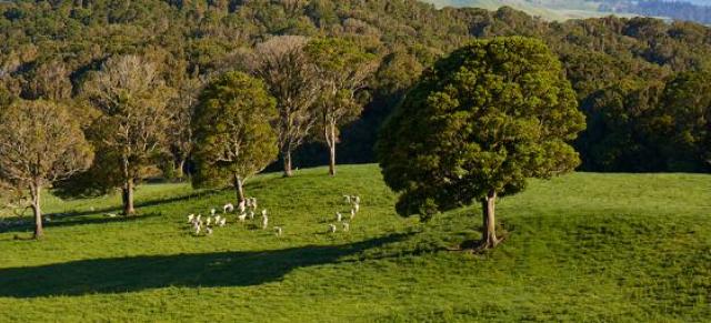 Field and trees