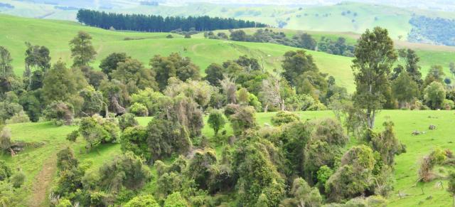 trees on farm