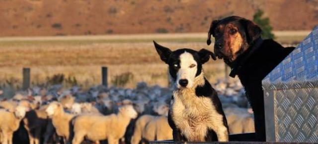 Two dogs on ute