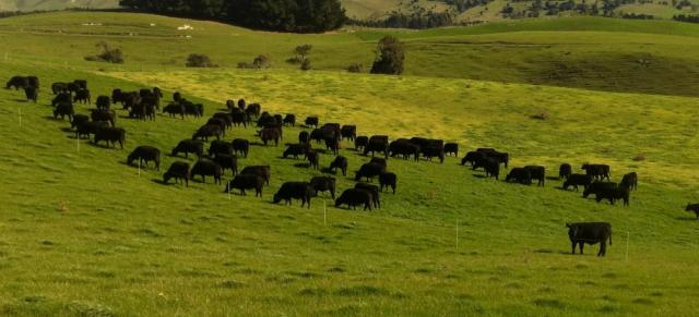 Cows in field