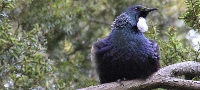 image of tui in trees