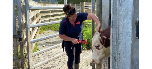 image of female farmers tagging cow