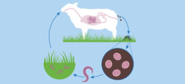 diagram of worm life cycle