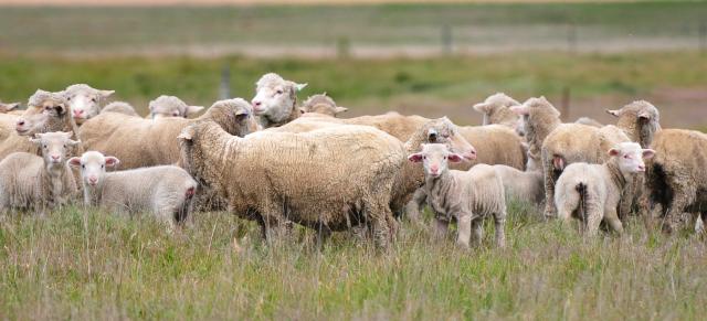 image of sheep mob