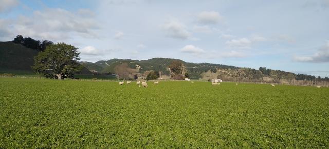 image of ewes and lambs on plaintain