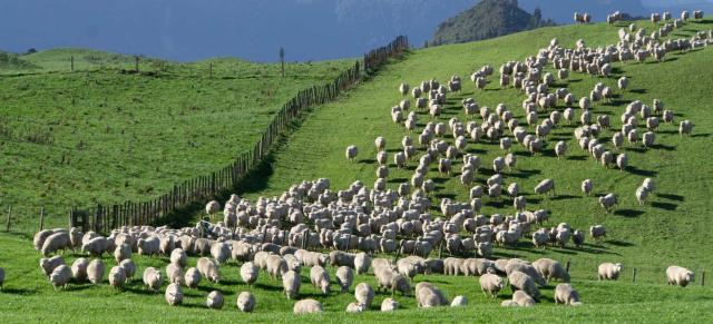hoggets through the gate
